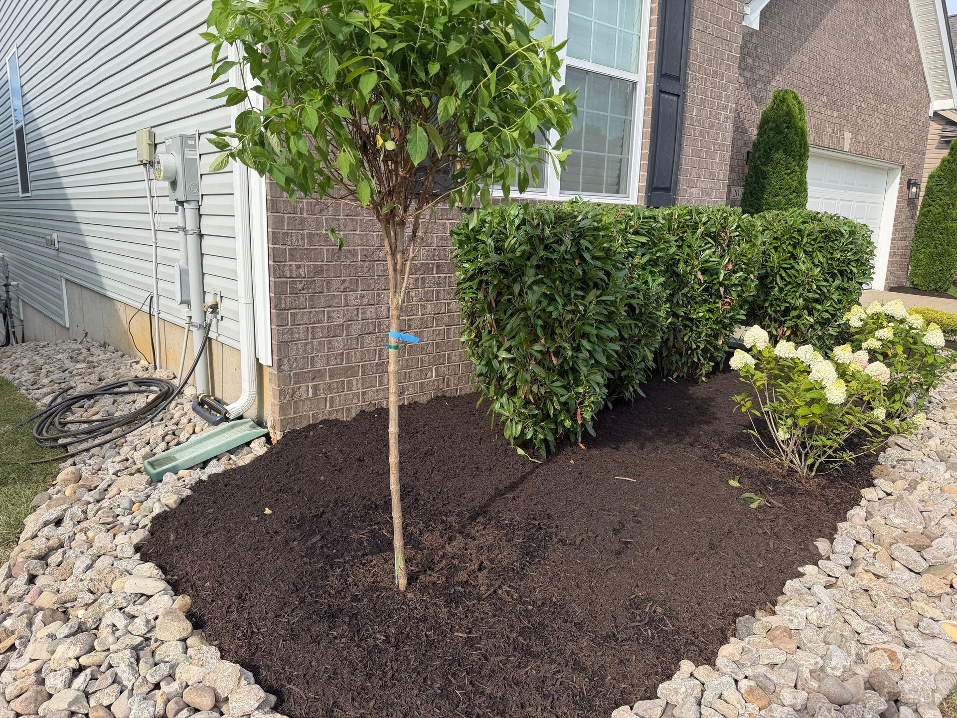 Freshly mulched front yard bed with a small tree and shrubs beside a house, bordered by rocks.