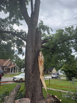 Split tree trunk with a large stripped section in a suburban yard after storm damage