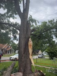 Large tree with a split trunk and exposed wood from storm damage in a residential yard.