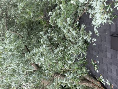 Dense green tree branches beside a dark shingled roof and wall