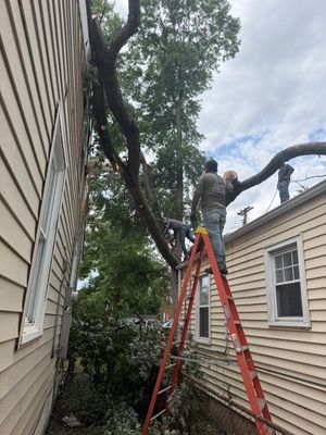 Person on red ladder trimming tree branches between two houses