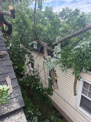 Large tree limb fallen over a beige house roof, brushing the siding and blocking the view of the yard.