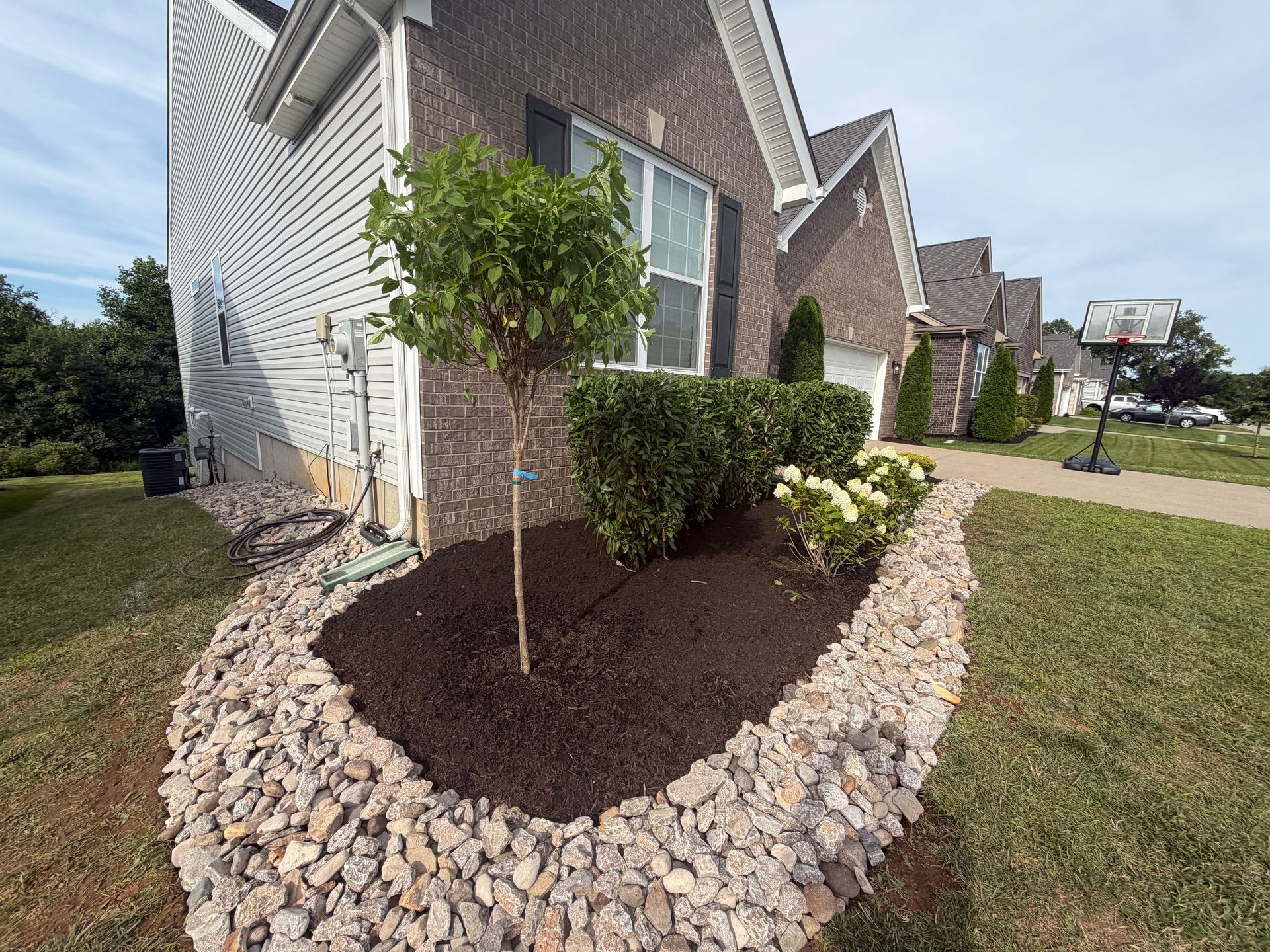 Landscaped front yard with fresh mulch, rock border, shrubs, and a young tree beside a house.