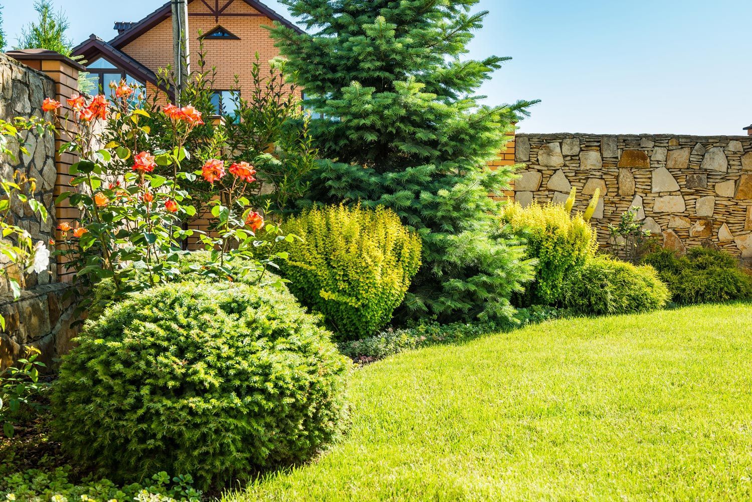 Lush garden with flowering shrubs, a conifer, green lawn, and a stone wall beside a house