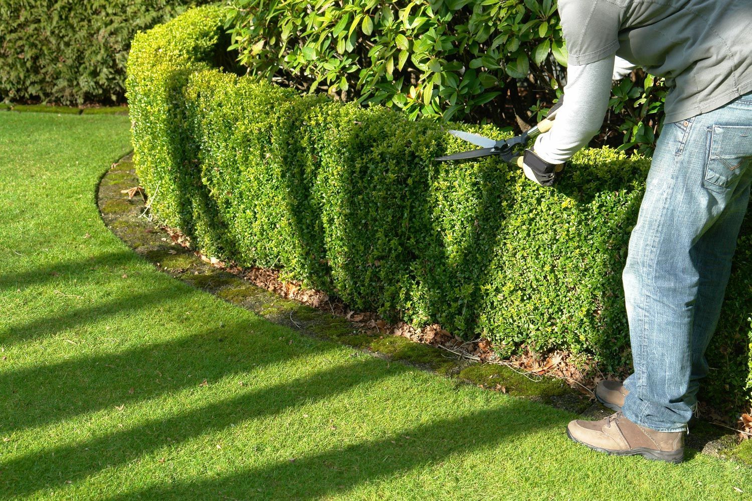 Person trimming a green hedge in a sunny garden Person trimming a green hedge in a sunny garden