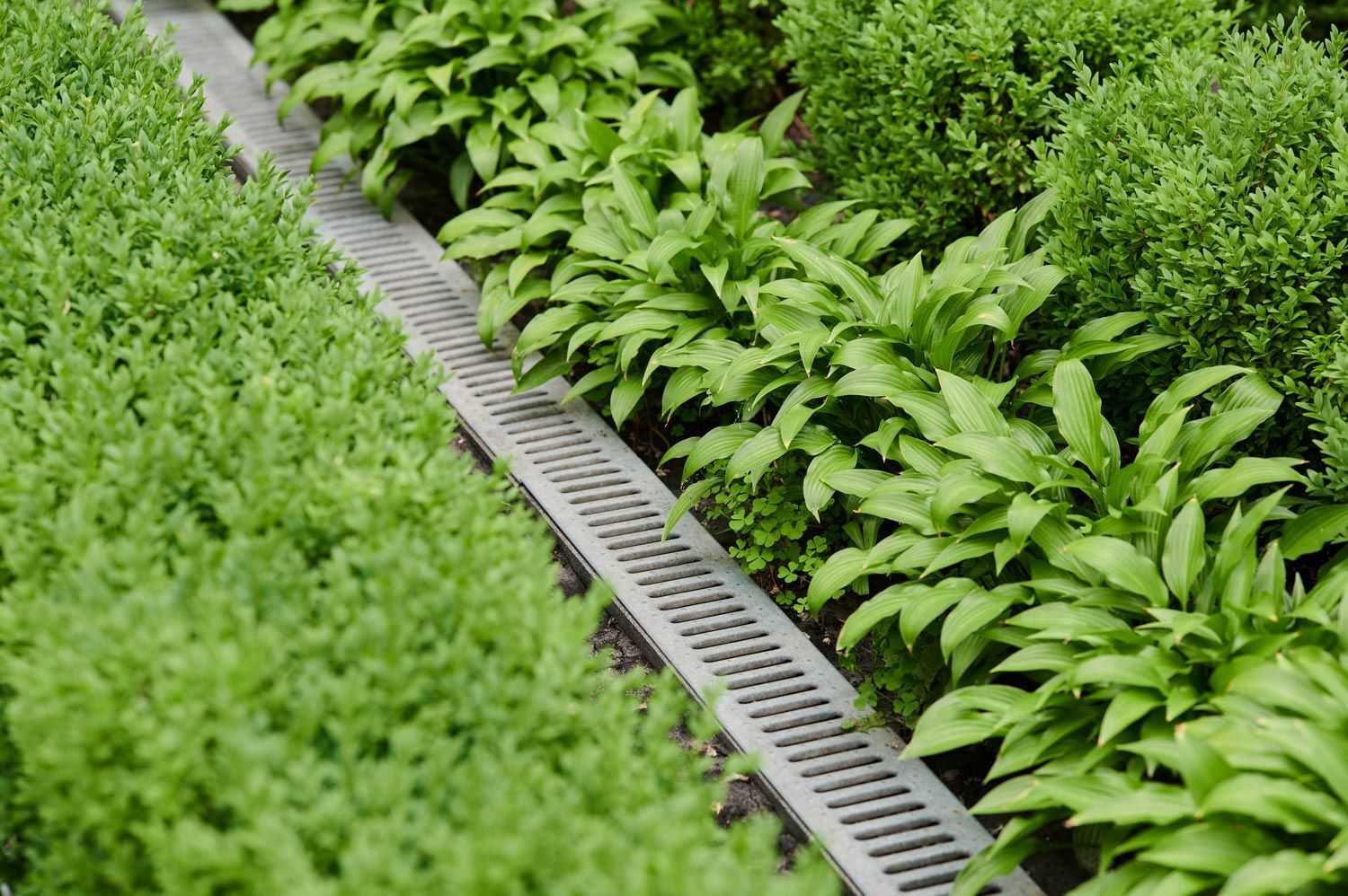 Green crops in neat rows beside a drainage channel in a greenhouse. Green crops in neat rows beside a drainage channel in a greenhouse.