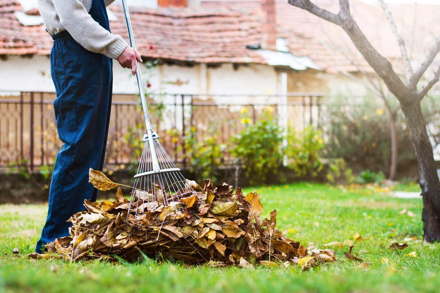 Person raking autumn leaves into a pile in a yard with a house in the background Person raking autumn leaves into a pile in a yard with a house in the background