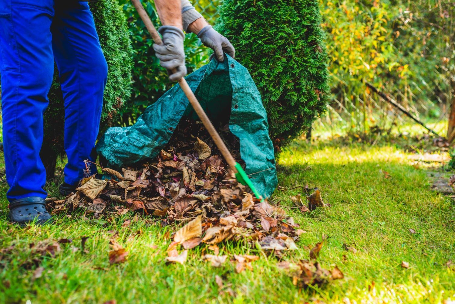 Person raking leaves into a green bag in a sunny garden Person raking leaves into a green bag in a sunny garden