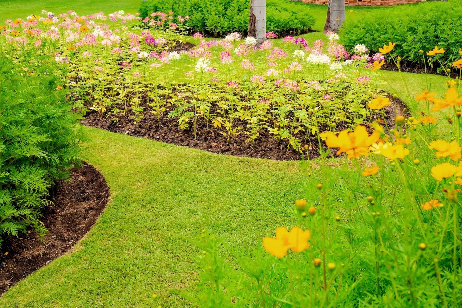 Flower garden with pink and yellow blooms along a curved green lawn path Flower garden with pink and yellow blooms along a curved green lawn path