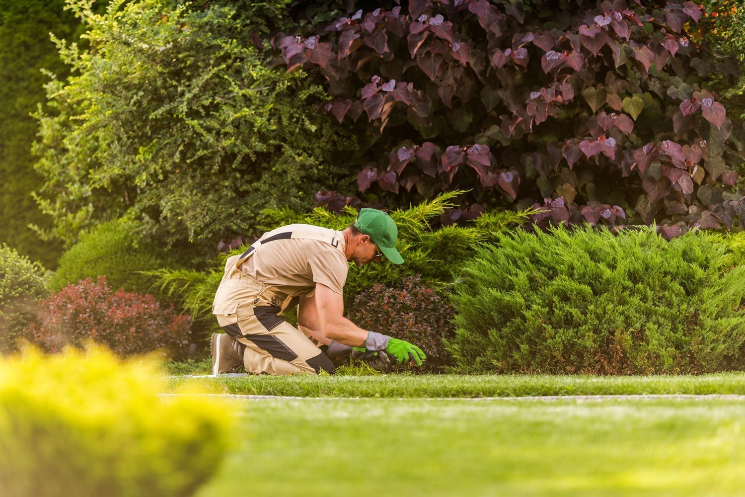 Gardener kneeling to trim a hedge with shears in a lush green garden Gardener kneeling to trim a hedge with shears in a lush green garden