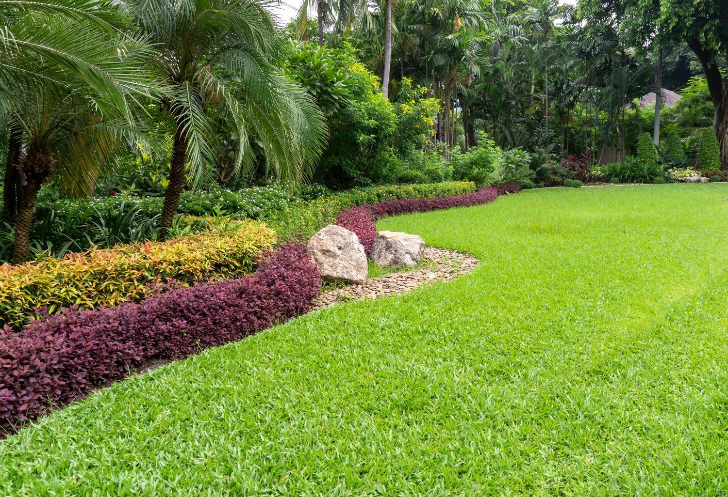 Lush green lawn bordered by purple and yellow shrubs and palm trees in a landscaped garden Lush green lawn bordered by purple and yellow shrubs and palm trees in a landscaped garden