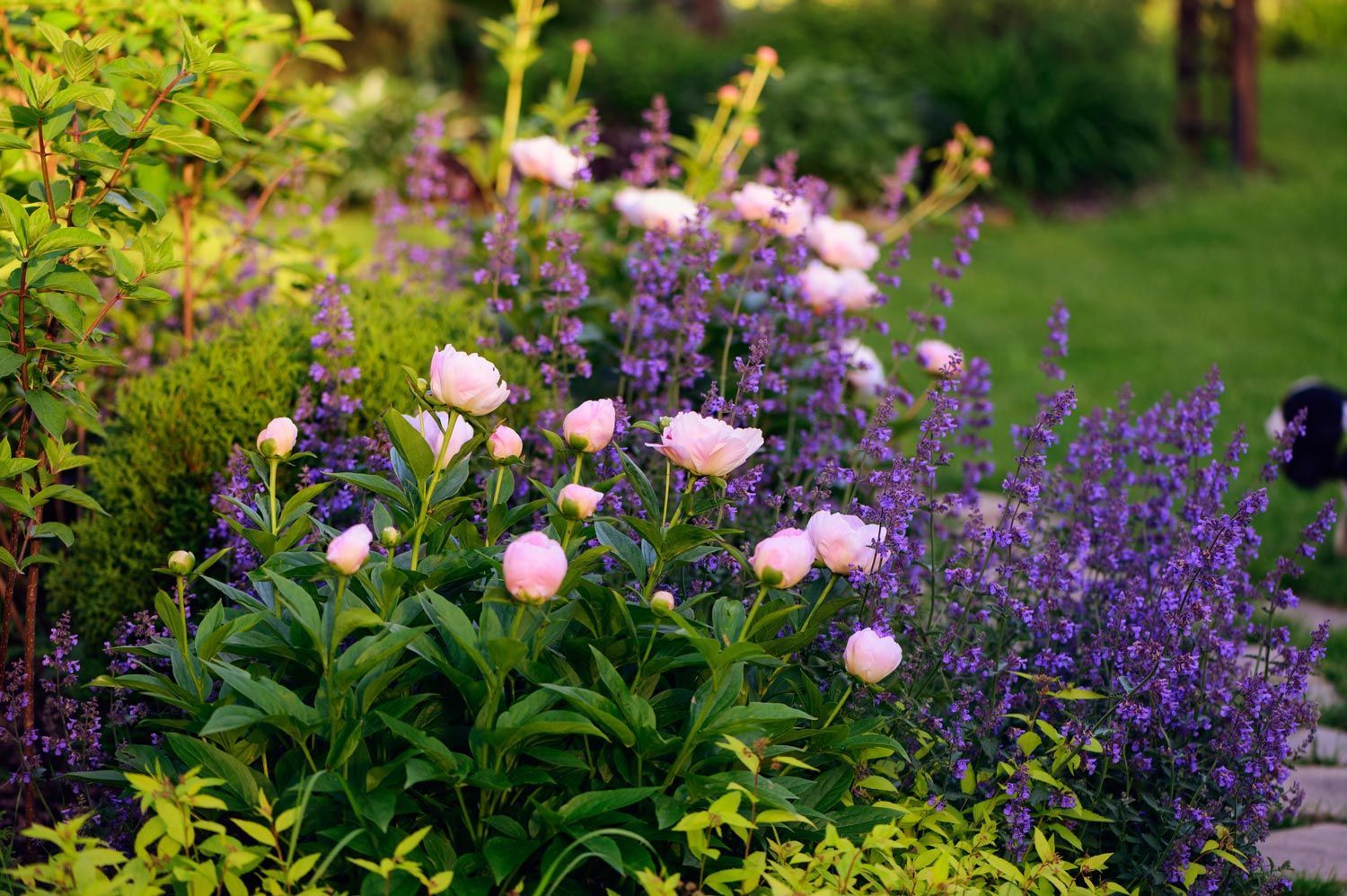 Blooming garden bed with pink peonies and purple flowers amid lush green foliage Blooming garden bed with pink peonies and purple flowers amid lush green foliage