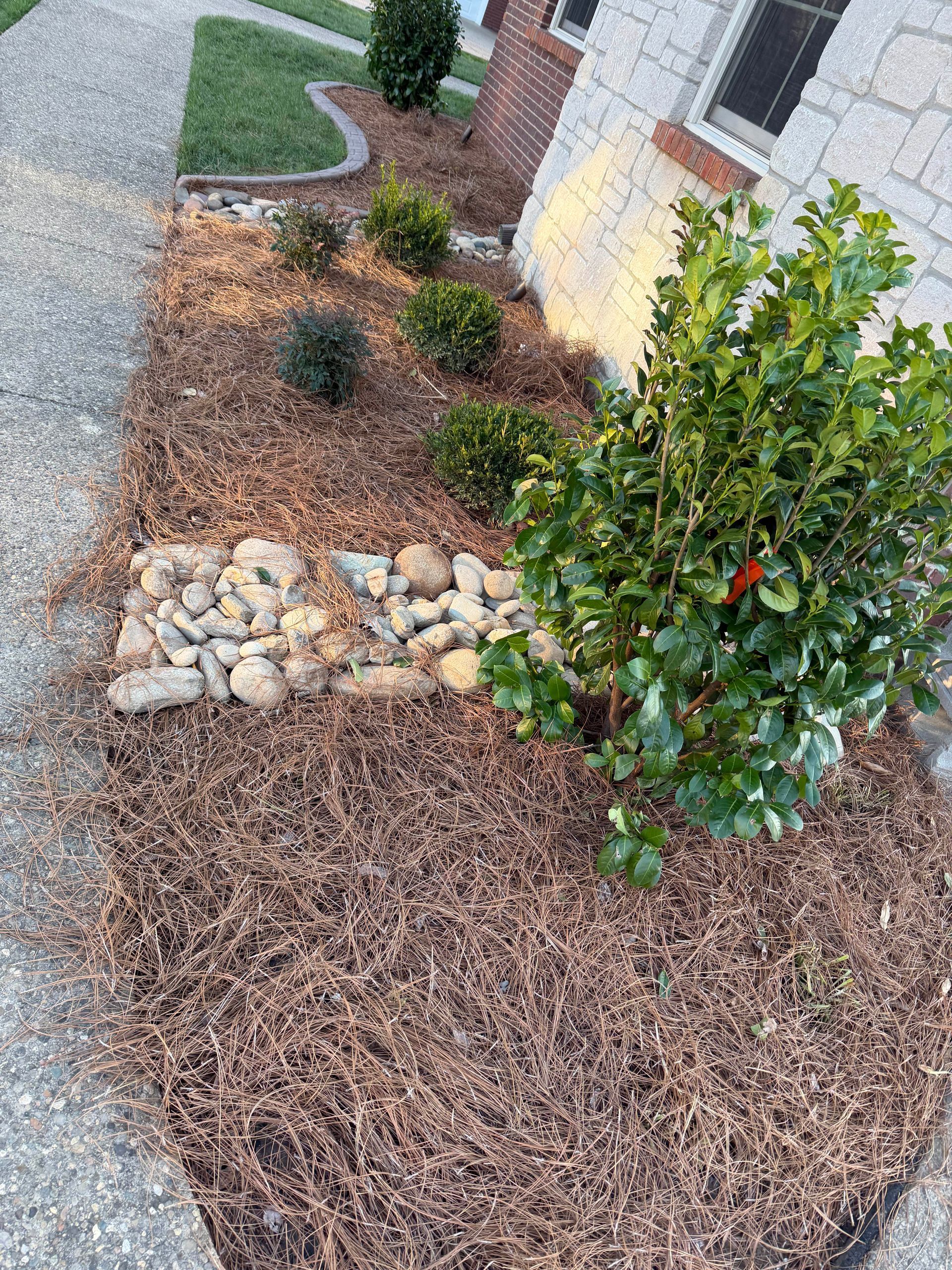 Mulched front yard planting bed with shrubs, rocks, and a concrete walkway beside a house