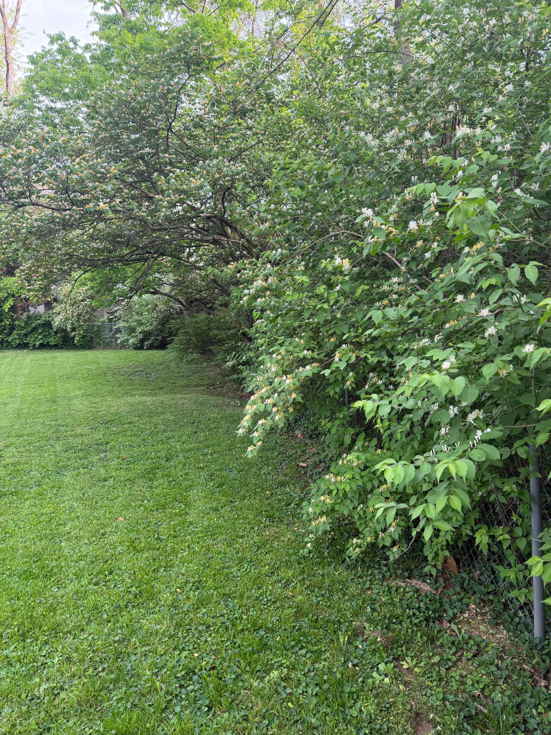 Lush green lawn bordered by dense trees and shrubs along a pathway