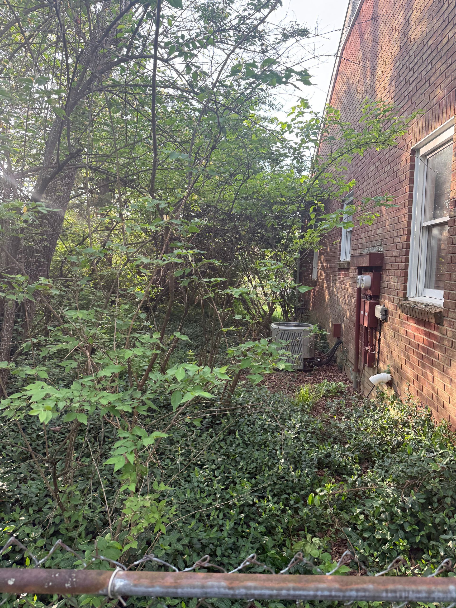 Overgrown backyard beside a brick house, with dense green bushes and trees covering the ground.