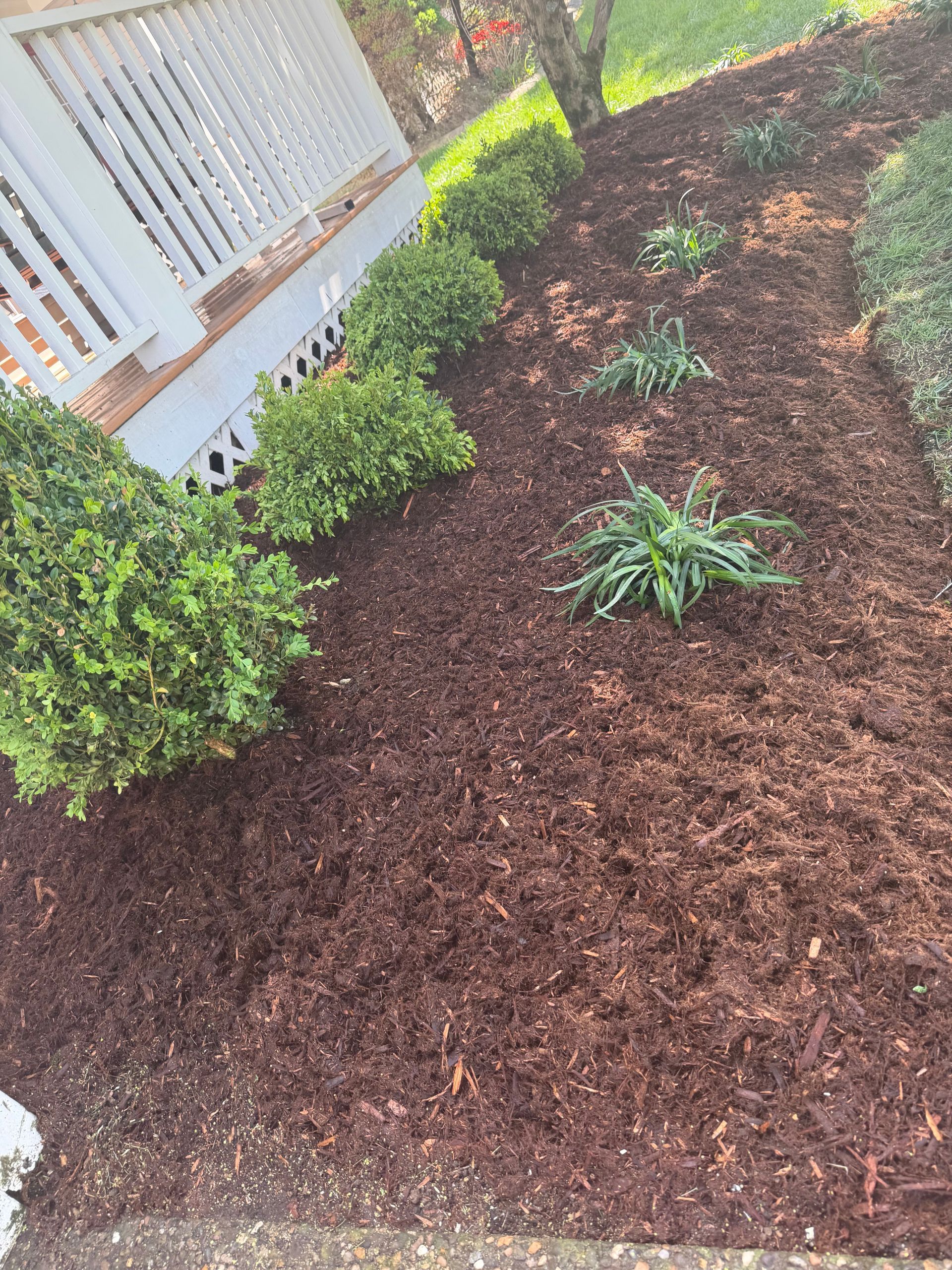 Mulched garden bed with small shrubs along a white fence, viewed from above
