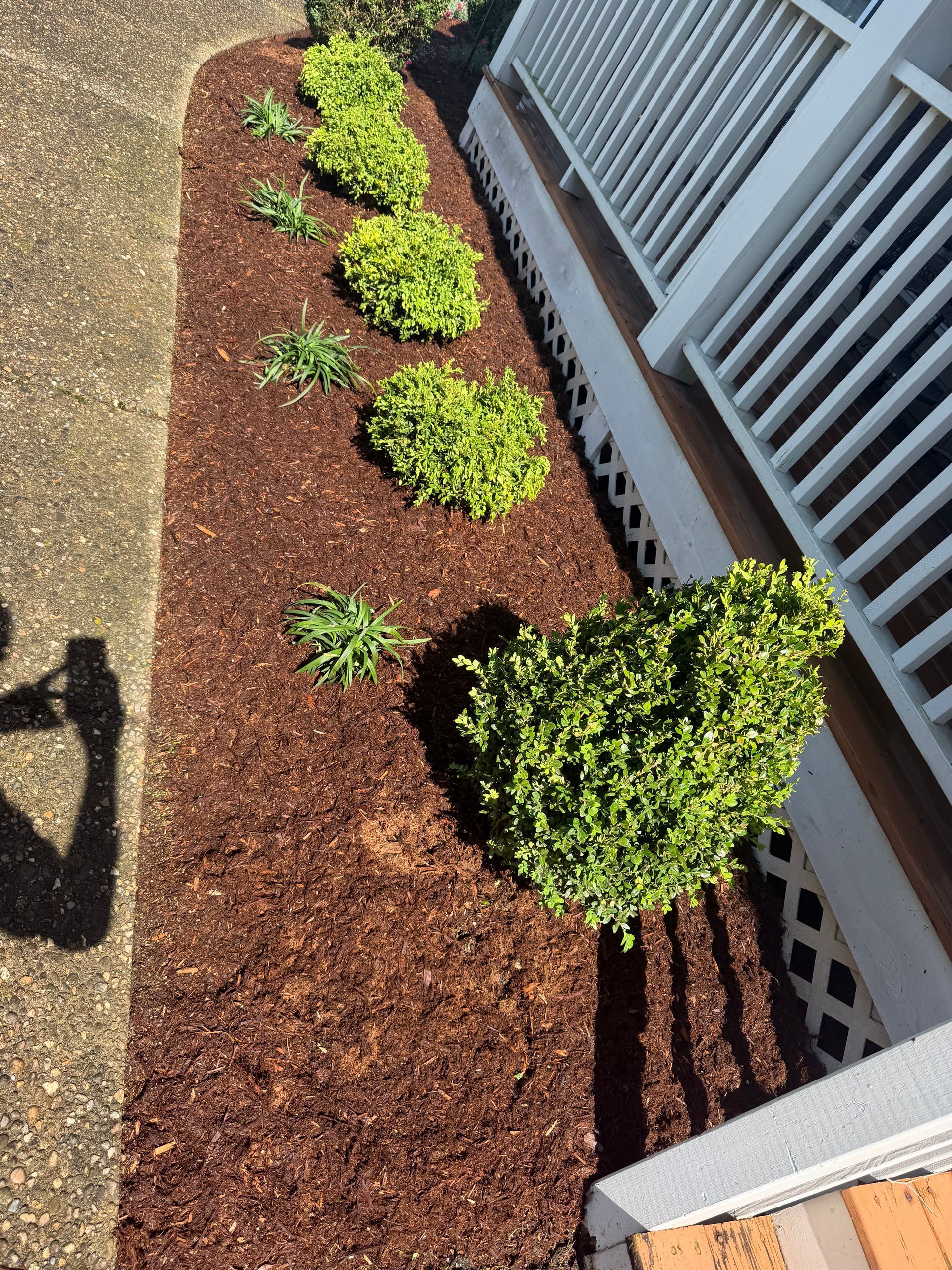 Mulched garden bed with small green shrubs along a house exterior in sunlight