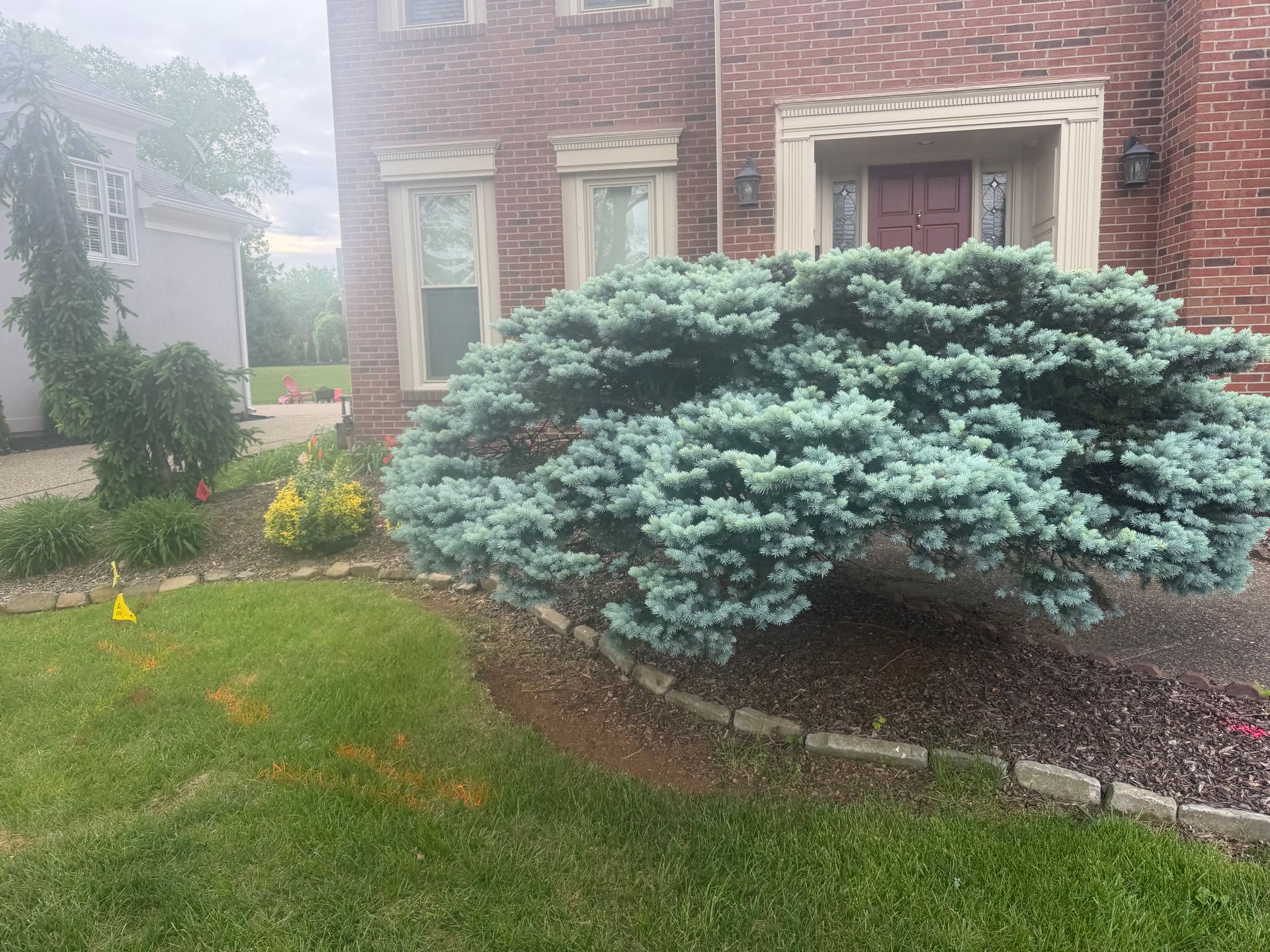 Misty front yard with a brick house, large blue-green shrub, and small yellow flowers beside a lawn
