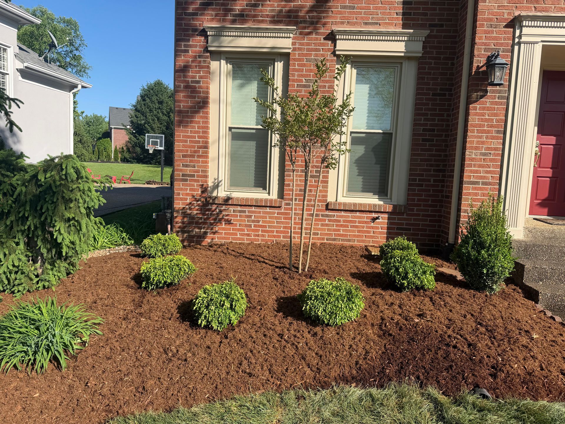 Mulched front yard garden with shrubs and a small tree beside a brick house