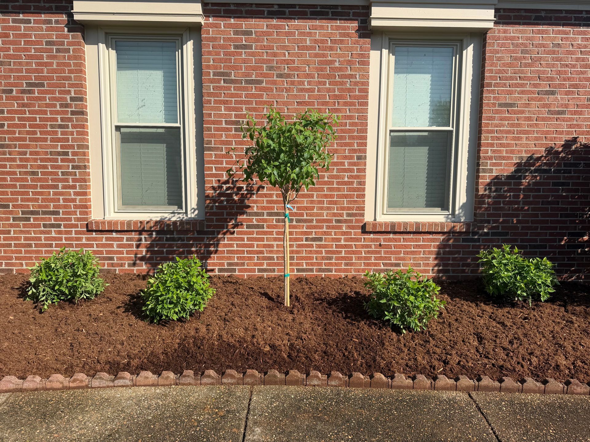 Brick house front with two windows and a landscaped bed of small shrubs and mulch.