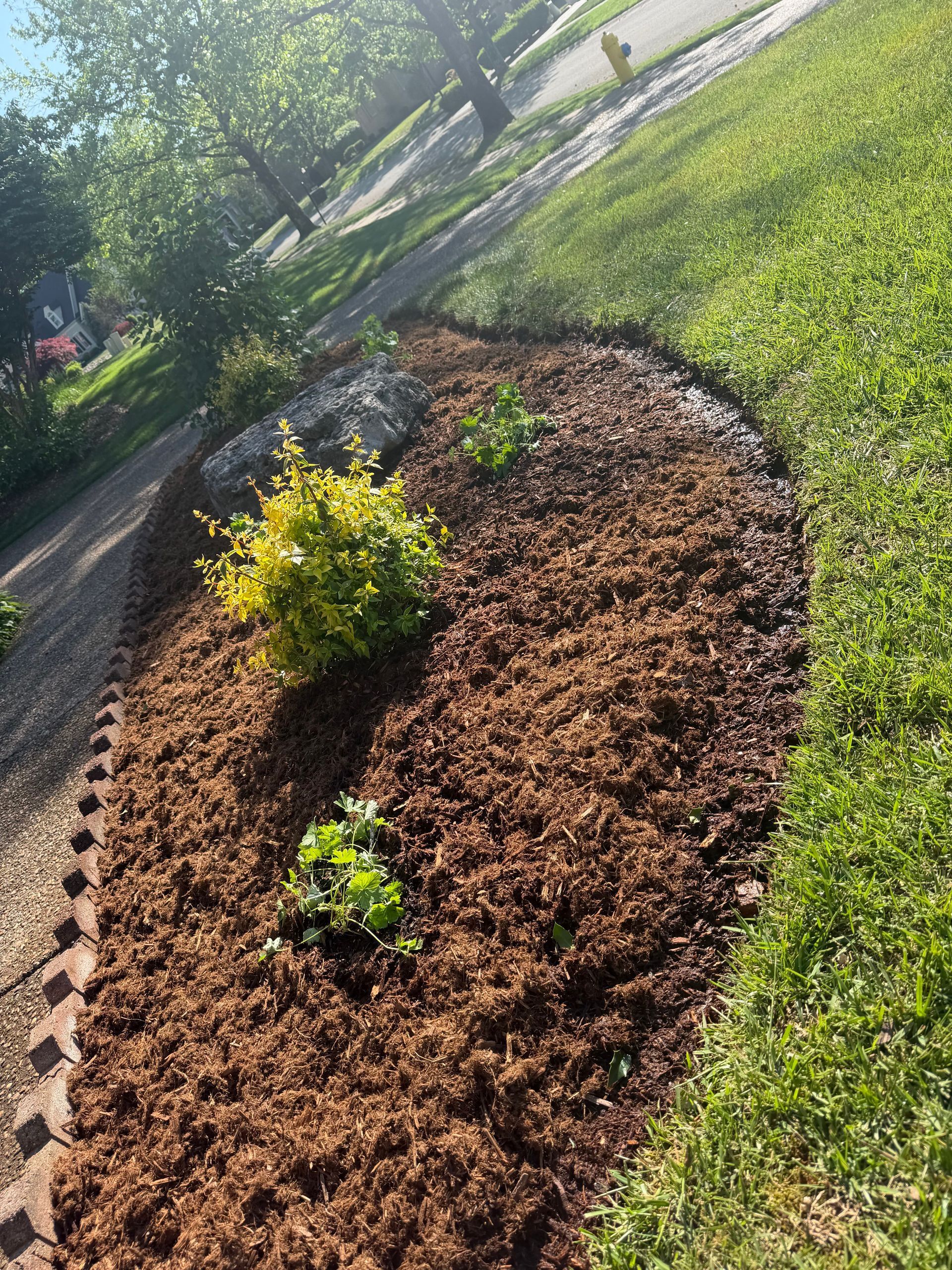 Freshly mulched flower bed with small shrubs along a grassy roadside, viewed at an angle