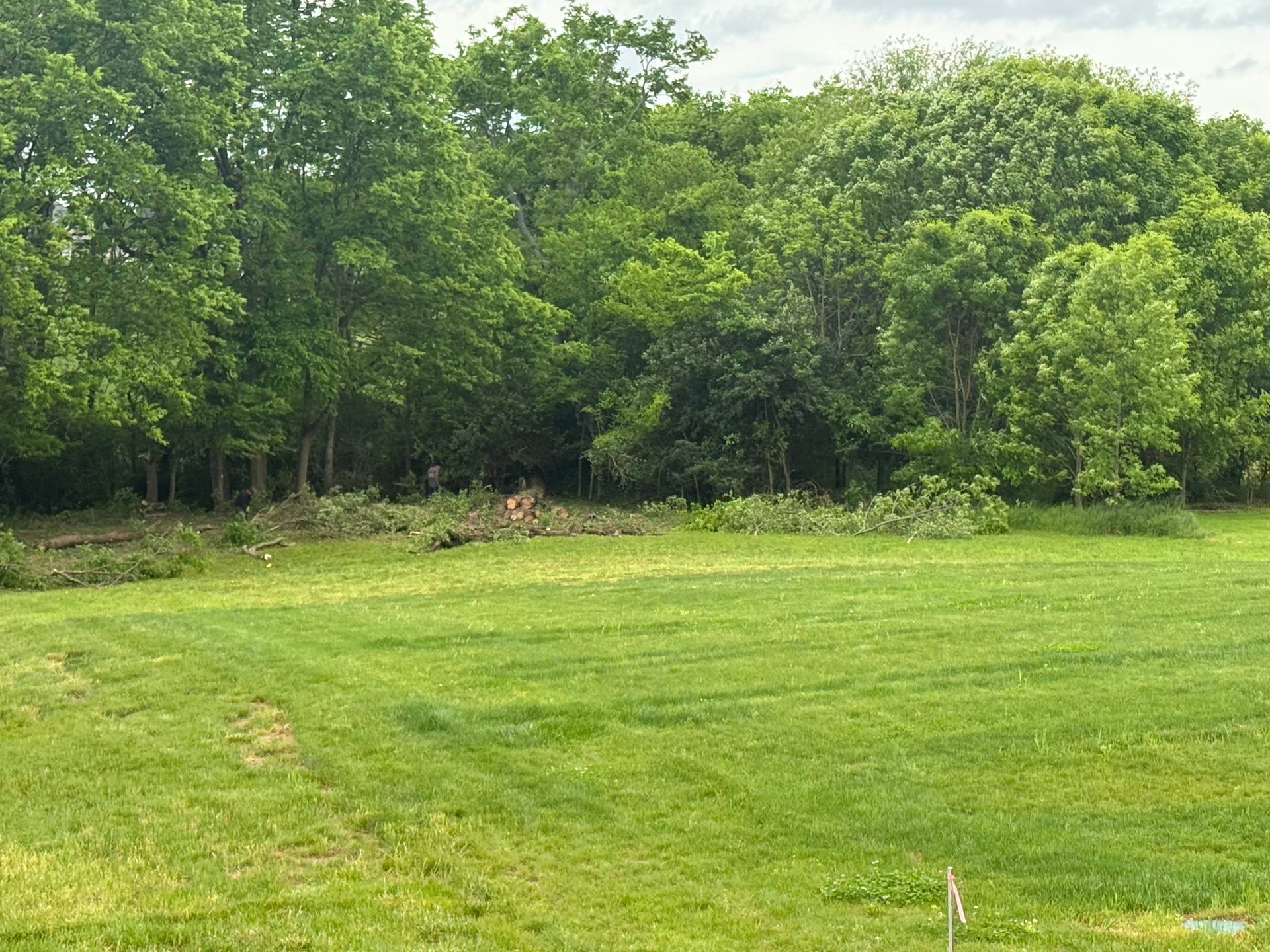 Grassy field bordered by dense green trees on a sunny day
