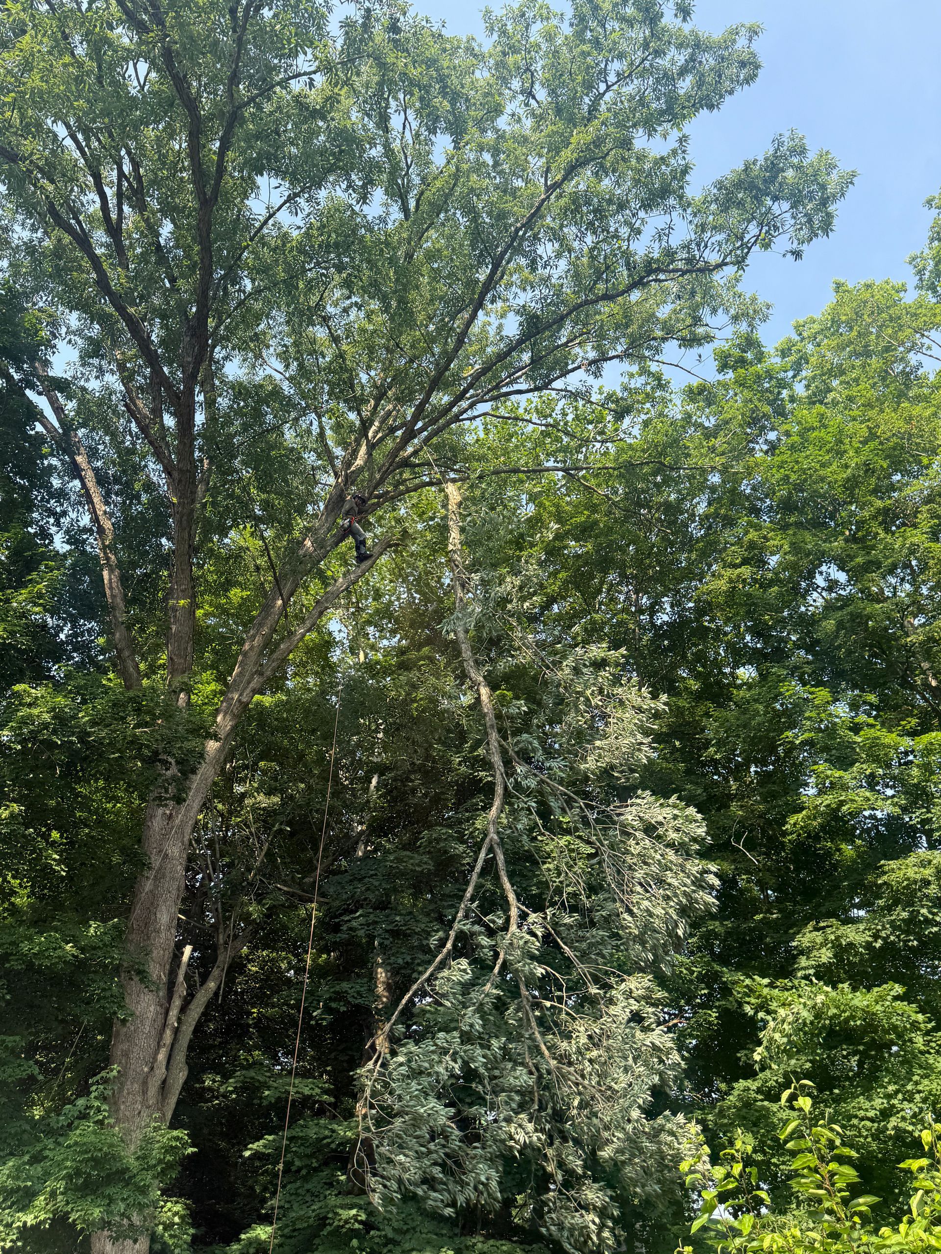 Tall trees and dense green foliage in a sunny wooded area