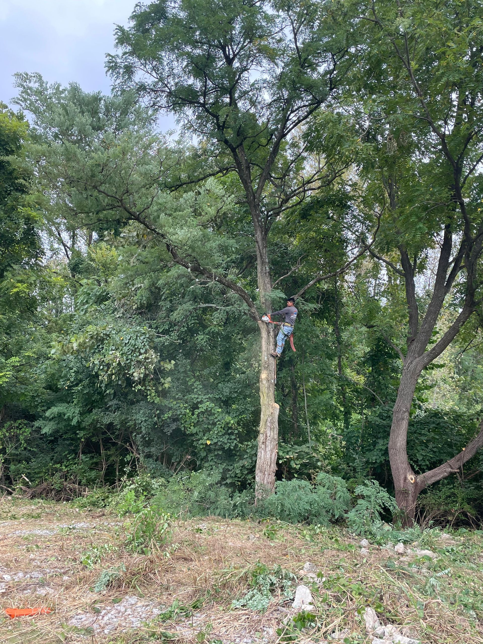 Person climbing a tall tree in a wooded clearing under a cloudy sky