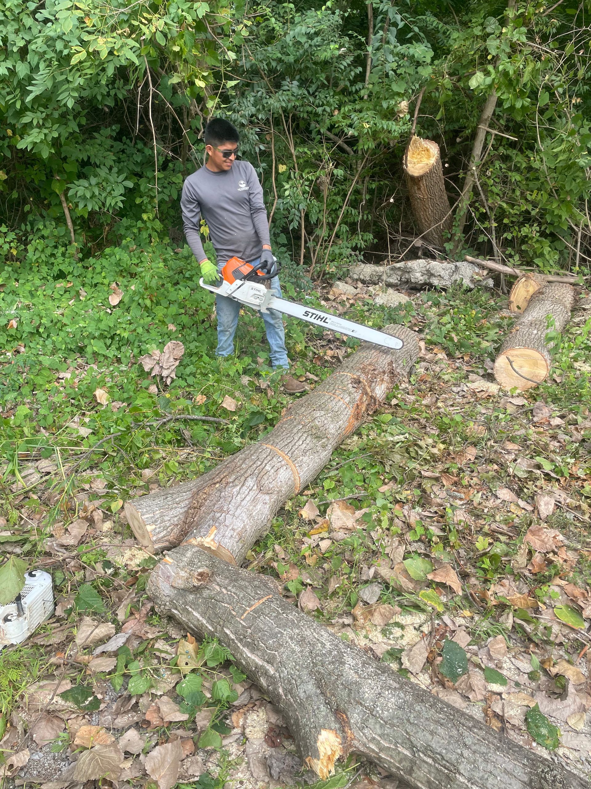 Person using a chainsaw to cut a large fallen tree in a wooded area
