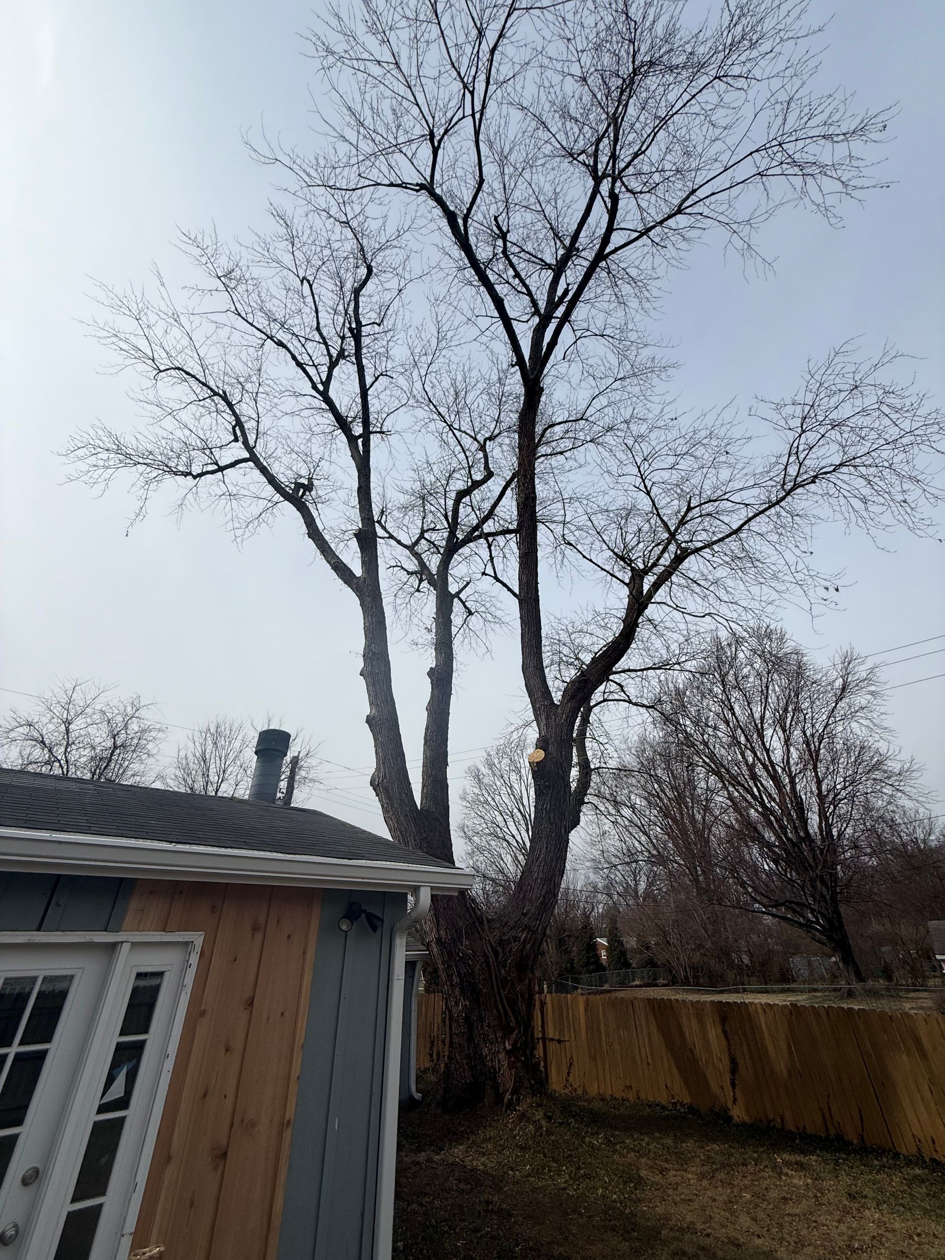 Bare winter trees beside a house and wooden fence under a pale sky