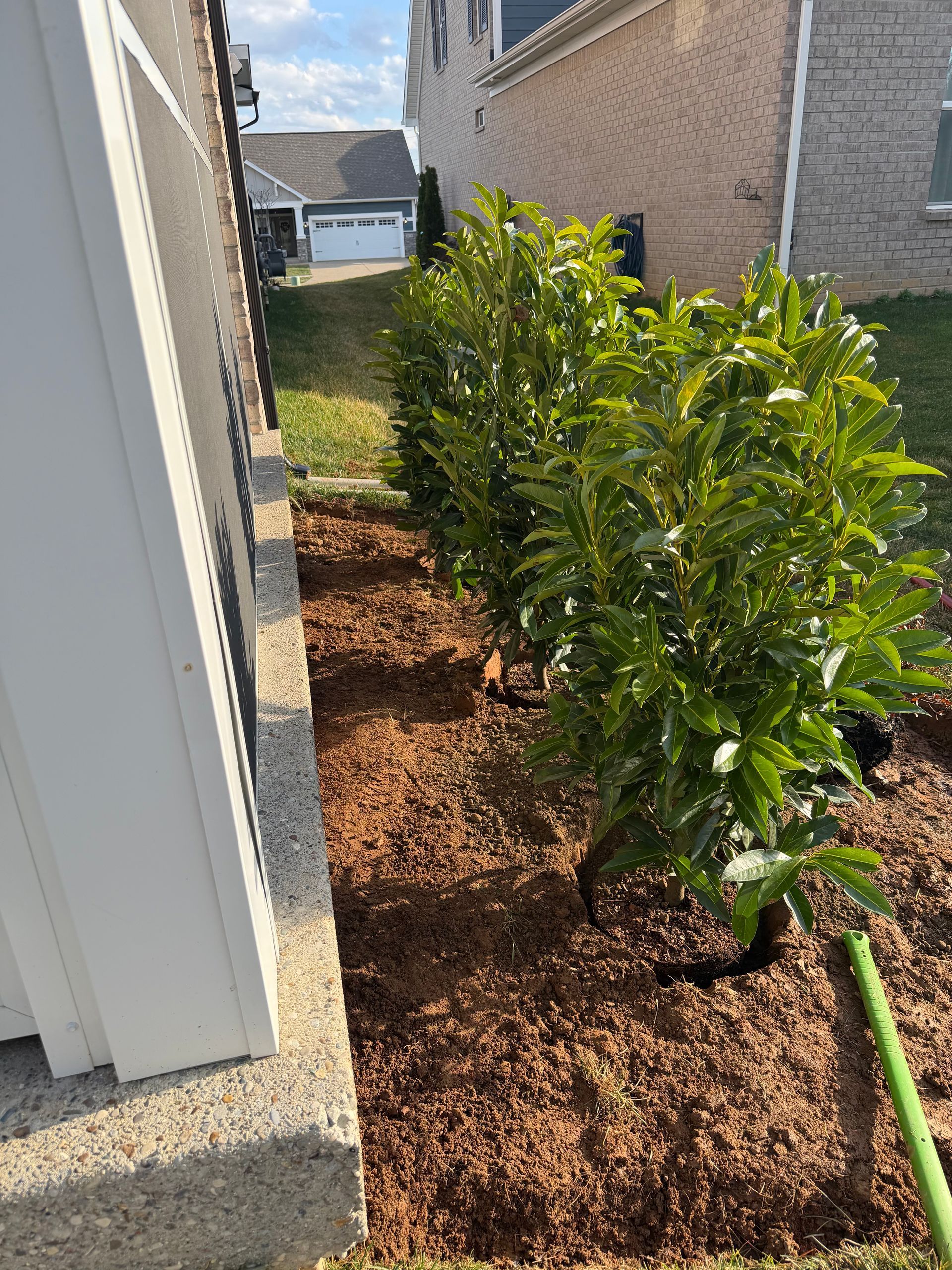 Narrow side yard with freshly mulched soil, shrubs, and a green garden hose between two houses