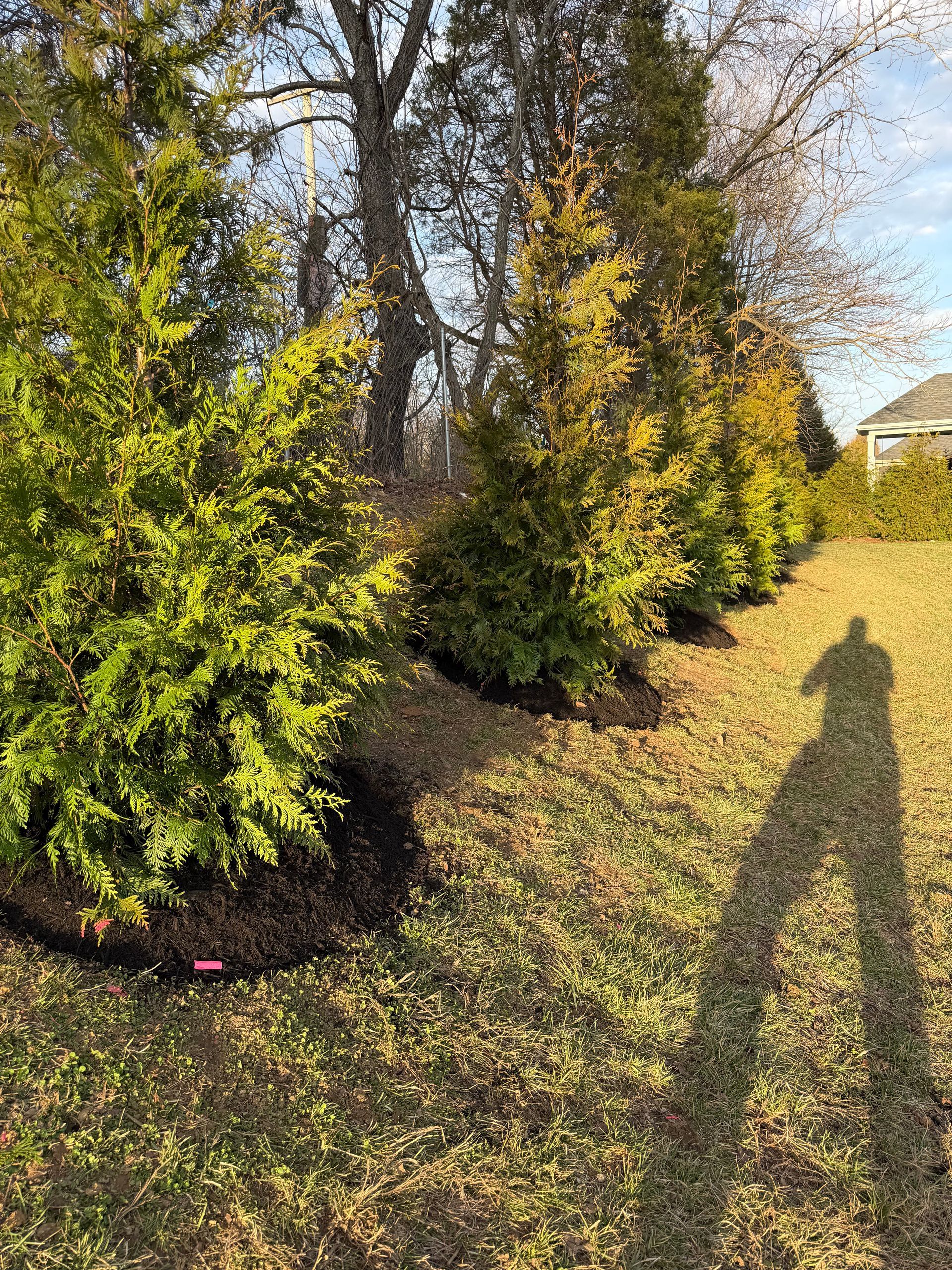 Sunlit backyard with evergreen shrubs, bare trees, and a long human shadow on the grass.