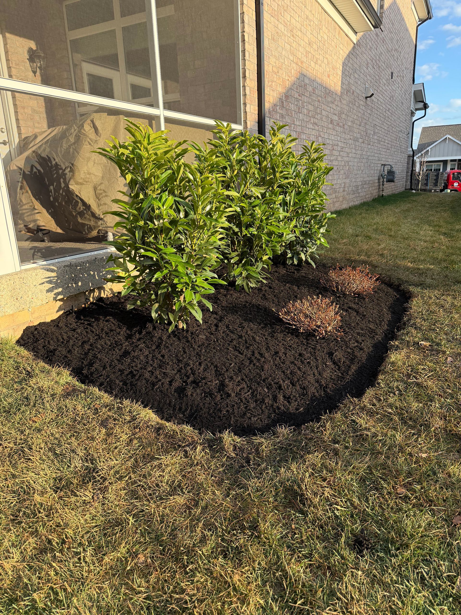 Freshly mulched shrub bed beside a house, with a green bush and patchy grass lawn.