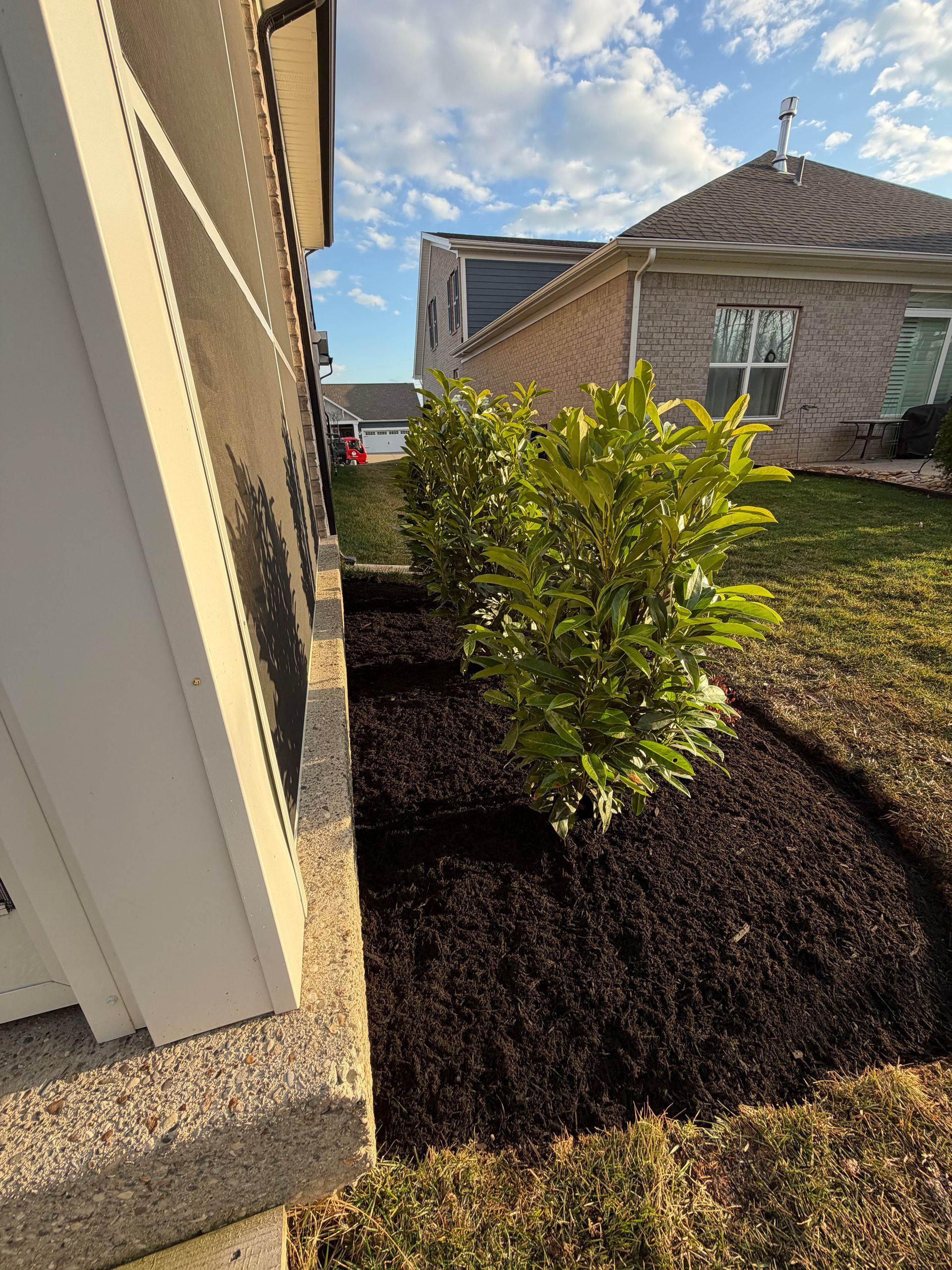 Small green shrub in a mulched corner beside a house, with a neighboring brick home and blue sky behind.