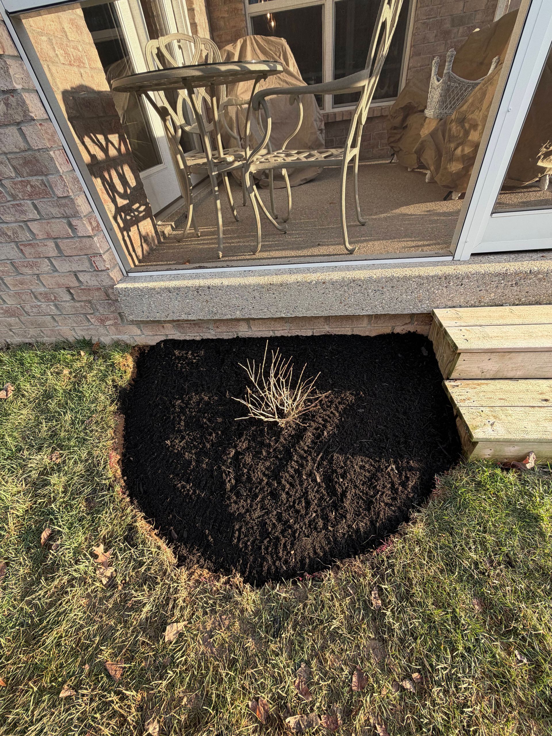 Small round shrub planted below a brick window, surrounded by grass and mulch.