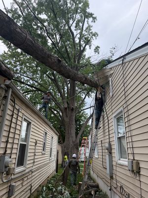 Large tree limb leaning over two houses with workers below and utility lines nearby