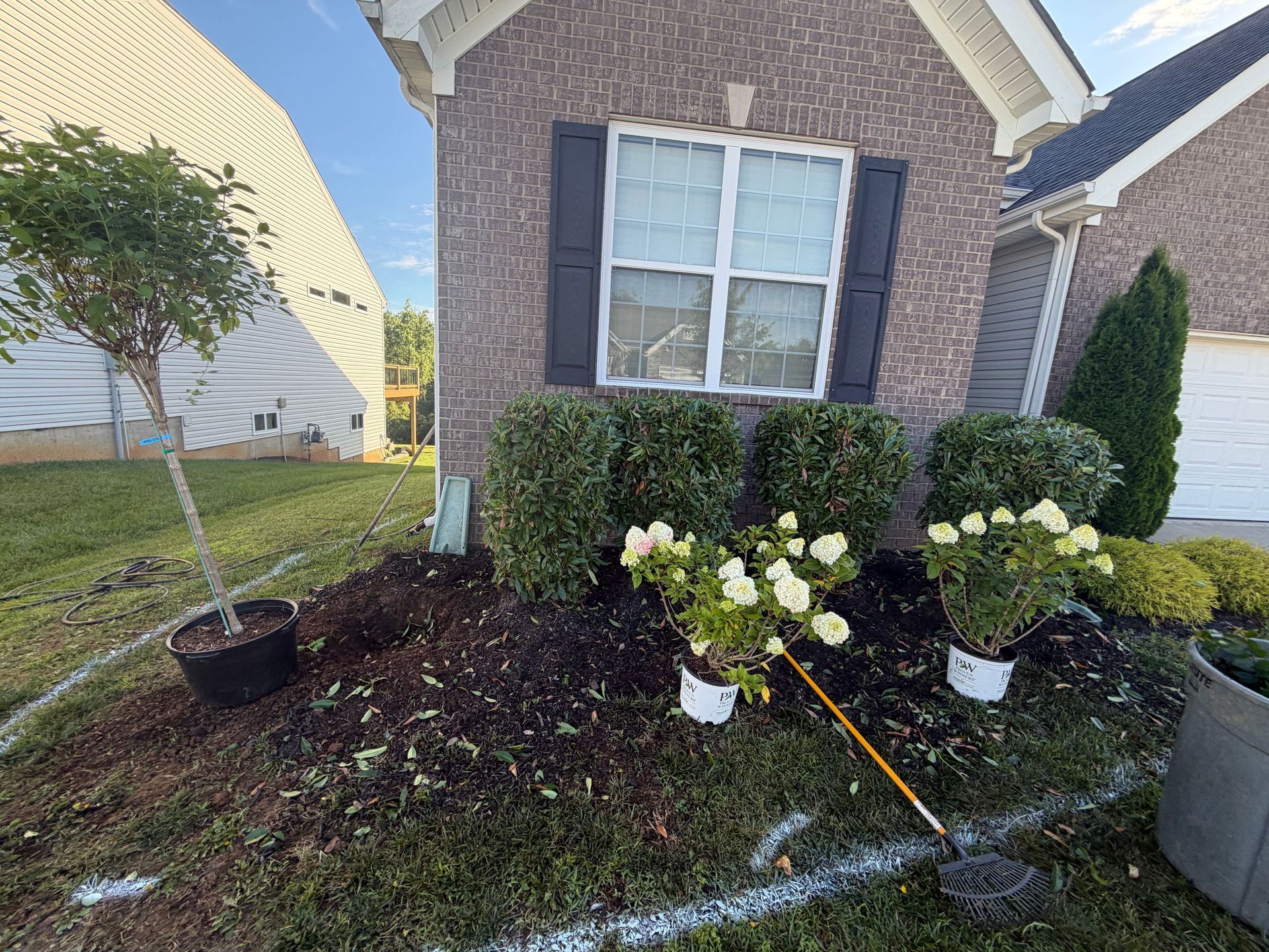 Front yard with white hydrangeas, shrubs, and a brick house; a hose waters the flower bed.