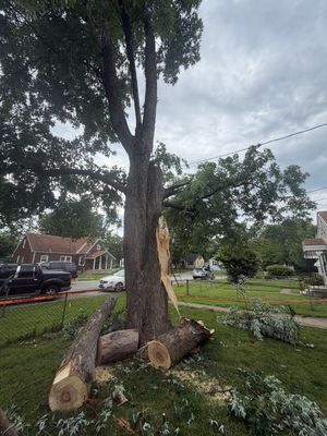 Large tree partially cut down in a suburban yard, with cut logs and branches on the lawn.
