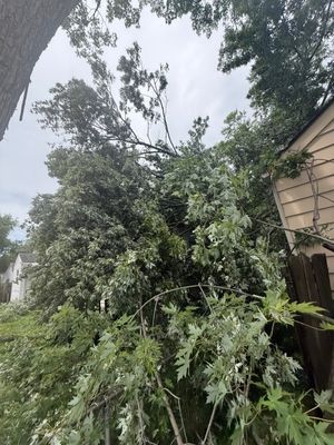 Overgrown tree and dense bushes beside a house under a cloudy sky