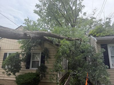 Large fallen tree branch resting on a house roof, with broken limbs and overgrown shrubs in the yard