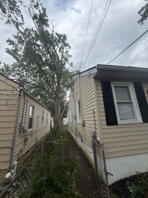 Narrow passage between two beige houses with overgrown weeds, a large tree, and power lines overhead.