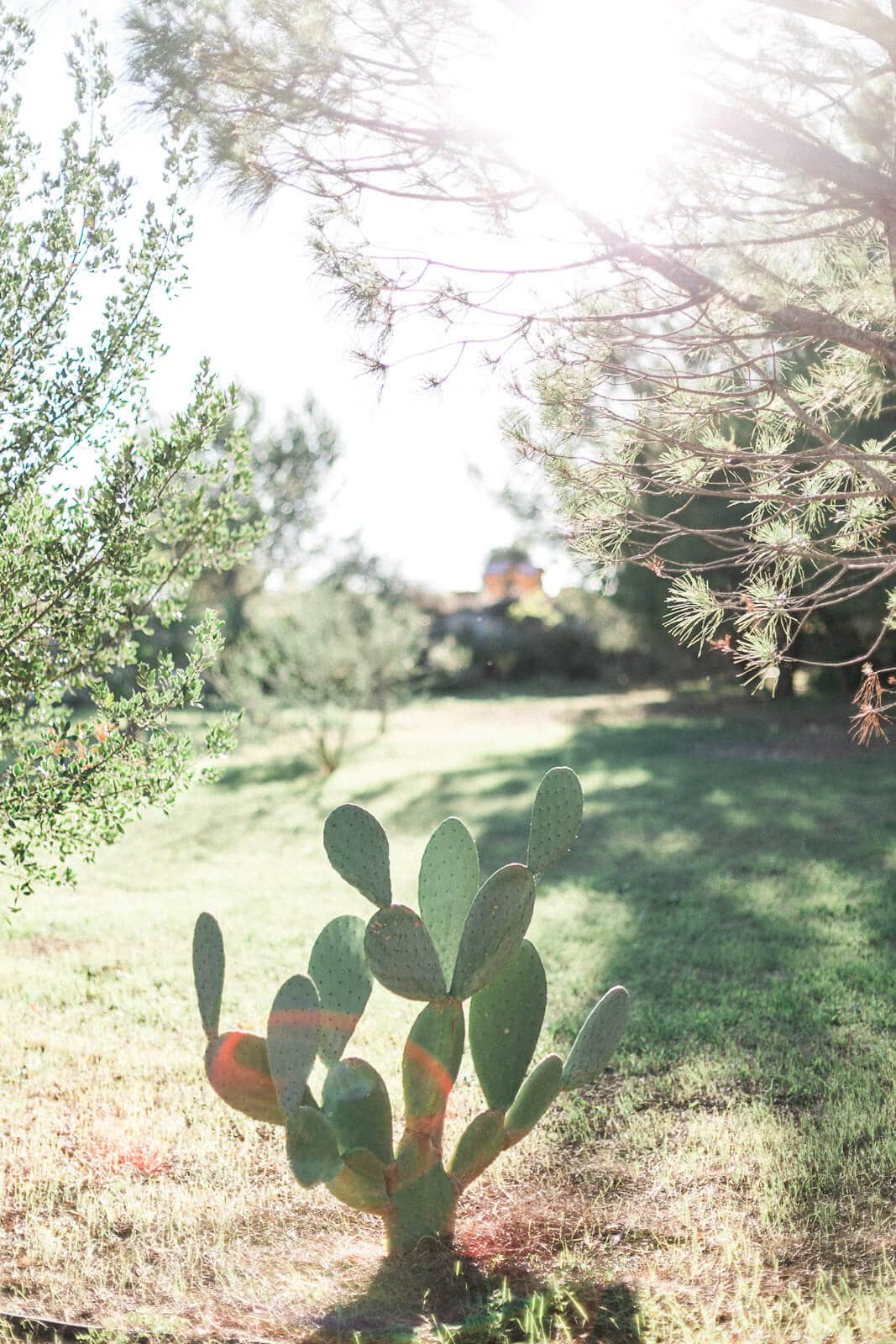 A small cactus is growing in the grass in a field.