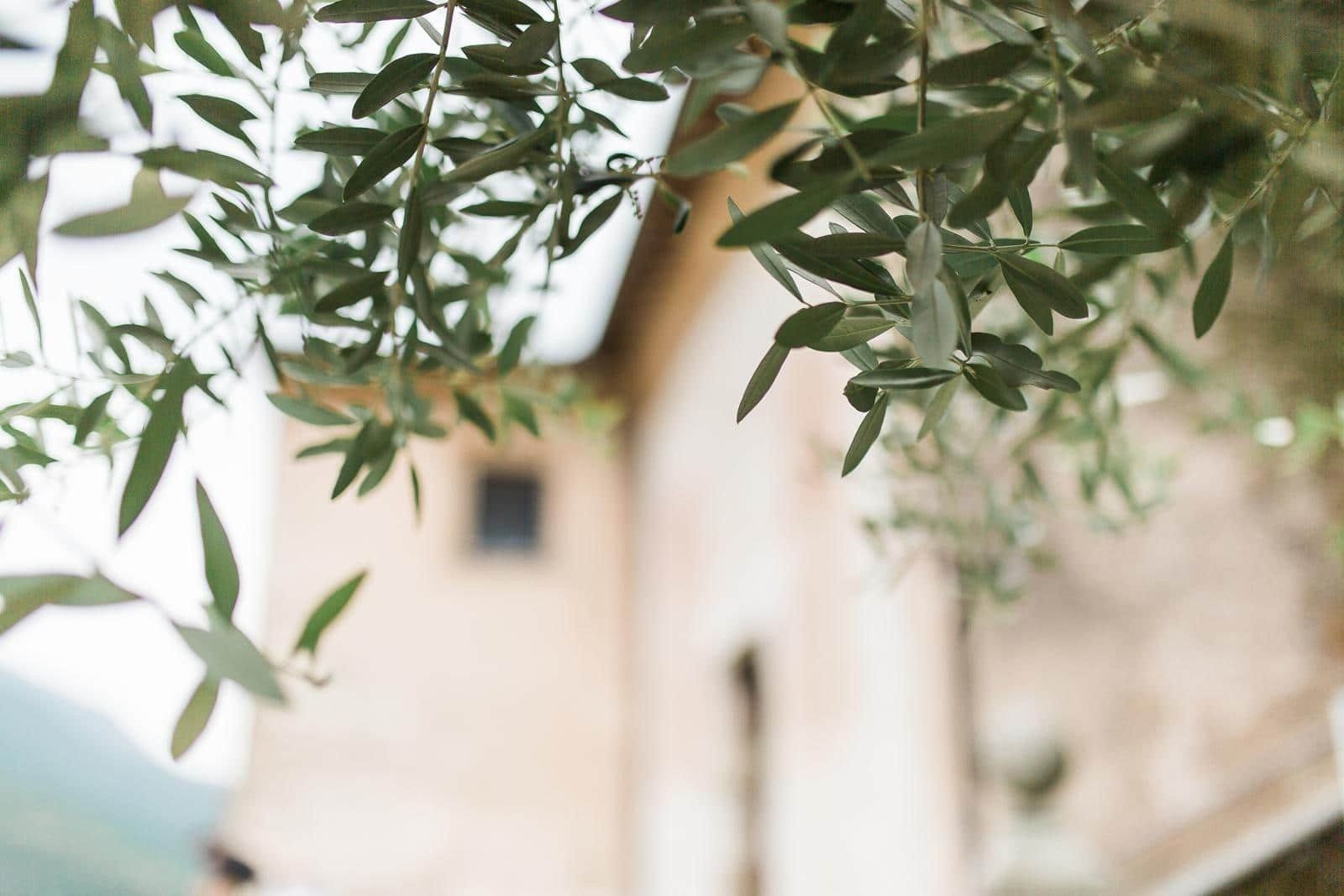 A tree with lots of leaves is in front of a building.