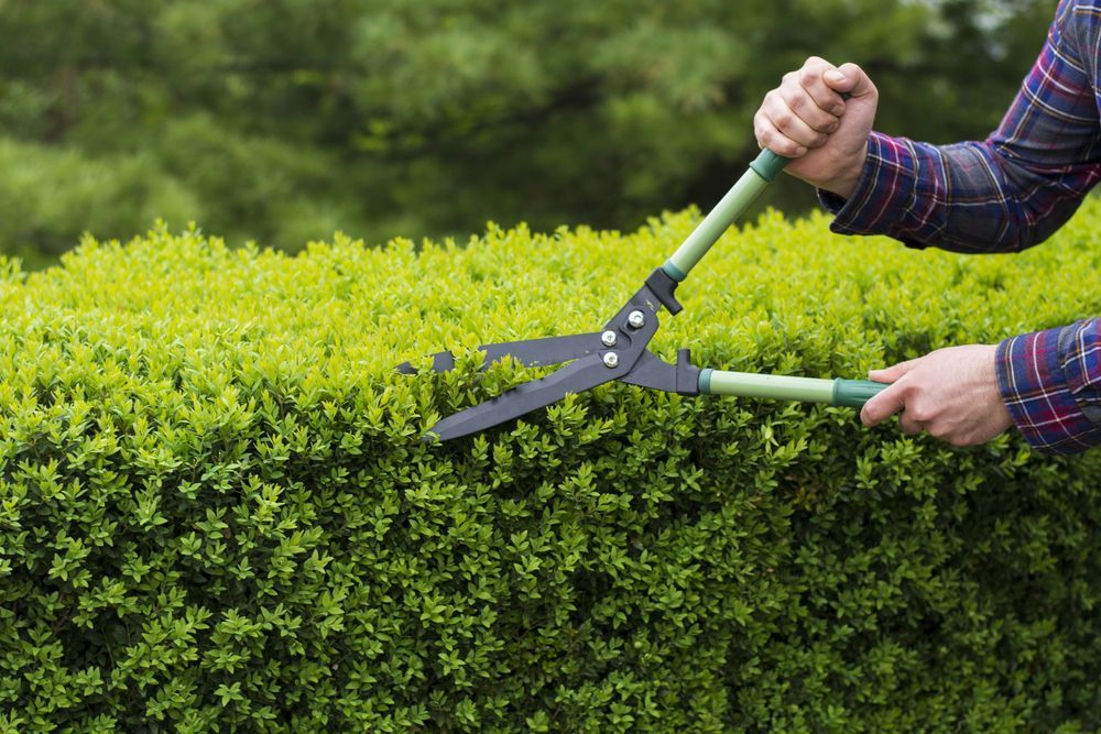 A Person Is Cutting A Hedge With A Pair Of Scissors — Gibbo’s Lawns & Property Maintenance In Salamander Bay, NSW