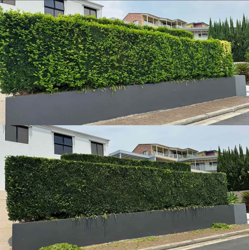 A Before And After Picture Of A Hedge Fence — Gibbo’s Lawns & Property Maintenance In Salamander Bay, NSW
