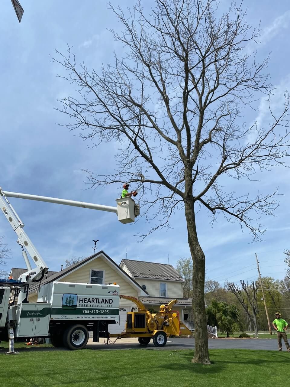 Why Is Tree Removal So Expensive?
