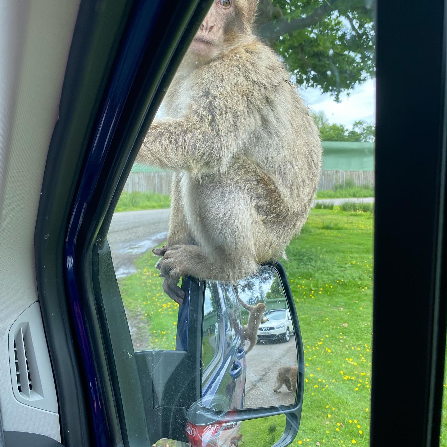 A monkey is sitting on the side mirror of a car.