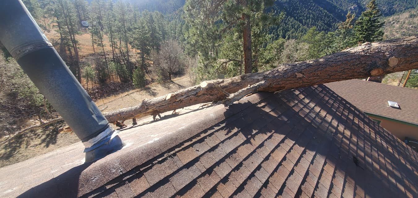 Black Bear Tree Care Top Rated Tree Services Colorado Springs, Colorado