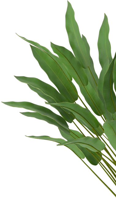 leaf