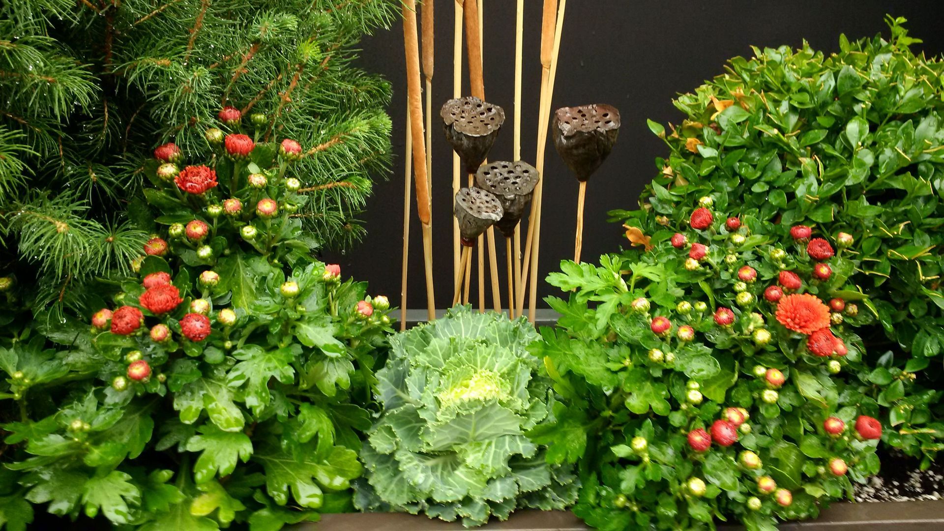 A garden filled with lots of plants and flowers
